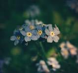 “If I hadn’t forgotten who I was I would have come with you”